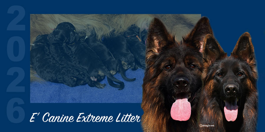ECE26_Calvados_Lady_Card E'Canine Extreme Litter of 2026