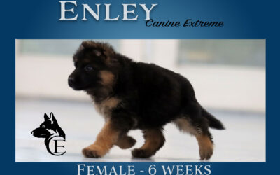 Enley Canine Extreme – SOLD
