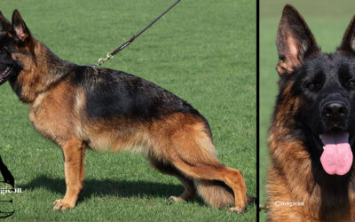 Espresso Canine Extreme