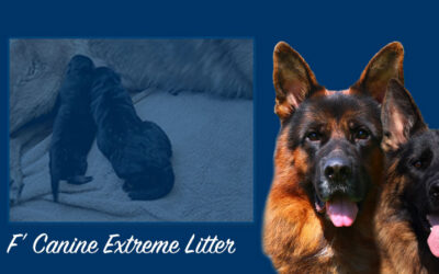 F’ Canine Extreme Litter