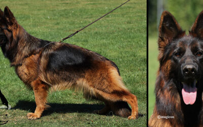 Leading Lady Canine Extreme