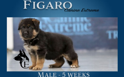 Figaro Canine Extreme – SOLD
