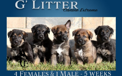 G’ Canine Extreme Litter
