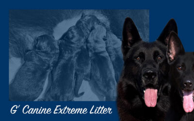 G’ Canine Extreme Litter