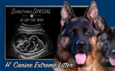 H’ Canine Extreme Litter