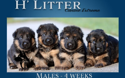 H’ Canine Extreme Litter