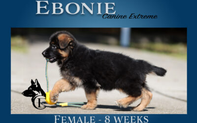Ebonie German Shepherd Puppy