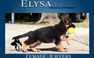 Elysa German Shepherd Puppy