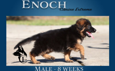 Enoch German Shepherd Puppy