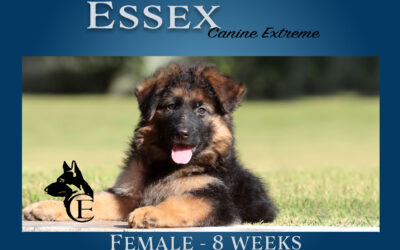 Essex German Shepherd Puppy