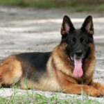 German shepherd in florida female german shepherd laying down
