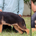 Yona Canine Extreme - German Shepherd Puppy For Sale