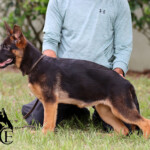 Yona Canine Extreme - German Shepherd Puppy For Sale