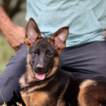 Yona Canine Extreme - German Shepherd Puppy For Sale