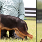 Yuri canine extreme - German shepherd puppy for sale