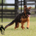 German shepherd puppy for sale