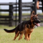 German shepherd puppy for sale