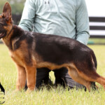German shepherd puppy for sale