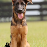 German shepherd puppy for sale