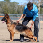 German Shepherd Female German Shepherd Female
