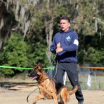 German Shepherd Female German Shepherd Female