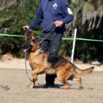 German Shepherd Female German Shepherd Female