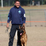 German Shepherd Female German Shepherd Female