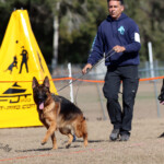 German Shepherd Female German Shepherd Female