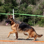 German Shepherd Female German Shepherd Female