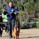 German Shepherd Female German Shepherd Female