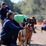 German Shepherd Female German Shepherd Female