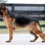 Female German Shepherd for sale Female German Shepherd for sale