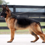 Female German Shepherd for sale Female German Shepherd for sale