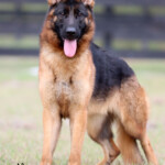 Female German Shepherd for sale Female German Shepherd for sale