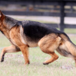 Female German Shepherd for sale Female German Shepherd for sale