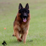 Karn_0216