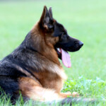 Karn_0334