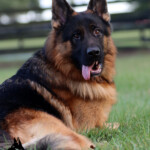 Karn_0336