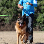 German Shepherd Male in Florida German Shepherd Male in Florida