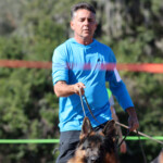 German Shepherd Male in Florida German Shepherd Male in Florida