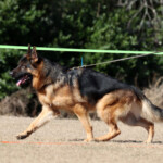 German Shepherd Male in Florida German Shepherd Male in Florida