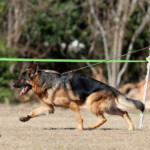 German Shepherd Male in Florida German Shepherd Male in Florida