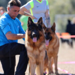 German Shepherd Male in Florida German Shepherd Male in Florida