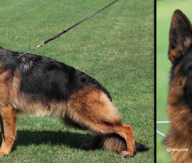 german shepherd female in florida German shepherd female