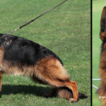 German shepherd female