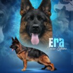 Era Canine Extreme, VA3 rated female German Shepherd at the 2026 GSDCA North American Sieger Show