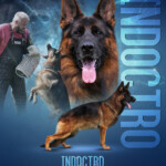 German Shepherd Stud Dog Geran Shepherd Stud Dog