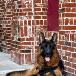 Trained Adult German Shepherd For Sale Trained Adult German Shepherd For Sale