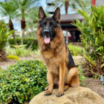Trained Adult German Shepherd For Sale Trained Adult German Shepherd For Sale