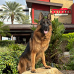 Trained Adult German Shepherd For Sale Trained Adult German Shepherd For Sale